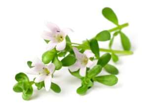 Bacopa Monnieri - Natural Nootropc