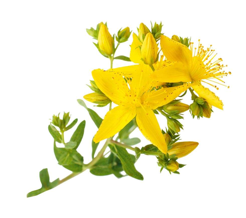 St. John’s Wort