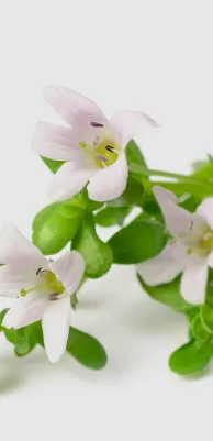 Bacopa Monnieri Extract