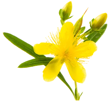 Ultisana flower