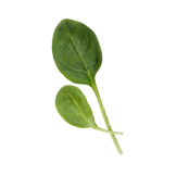 Ultisana Leaf