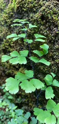 Ginko Biloba