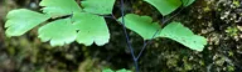 Ginko Biloba